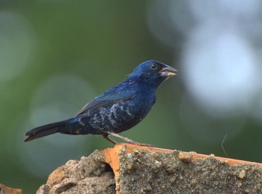 Tiziu (<i>Volatinia jacarina</i>), migratory bird<br />Foto/photo Dario Sanches  [Creative Commons]