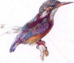 "Pássaro", John Ruskin.  [Ruskin´s Drawing, Ashmolean Museum, Oxford, 1997, p. 43]
