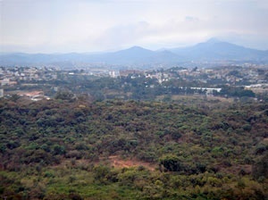 Mata do Campus da Universidade Federal de Minas Gerais, Belo Horizonte. Bem tombado em nível municipal<br />Foto Andrea Zerbetto 