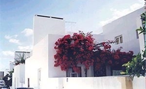 Fig.8 – Habitational unit: The coloring of the vegetation against the white paintwork is a factor of indivualization of the dwelling. Also, note the patio wall which is the same height as the front gate<br />Foto JAZ, 1997 