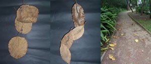 Queda. Folhas secas recolhidas no chão do parque são agrupadas (simulando o desenho que formam na queda) e re-inseridas no espaço do parque
