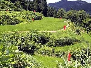 Scarecrow Project Matsudai-Town. Echigo-Tsumari Art Triennil, 2000