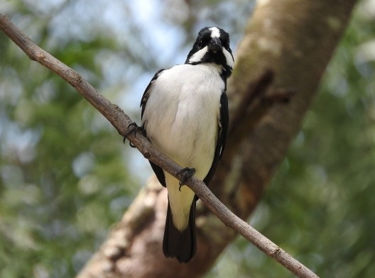 Bigodinho (<i>Sporophila lineola</i>), migratory bird<br />Foto/photo Jose Getulio de Oliveira  [Creative Commons]