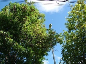 Fig. 5: Problema recorrente em grande parte das cidades brasileiras, a falta de compatibilização entre a iluminação com a arborização urbana diminui a segurança no trânsito de veículos e de pedestres [http://arvorestavares.blogspot.com]