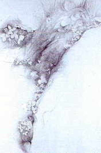 Desenho de John Ruskin [Ruskin Library, Universidade de Lancaster, 2004, Reino Unido]