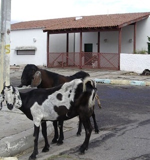 Outros habitantes de Caraíba <br />Foto Ana Carolina Bierrenbach 