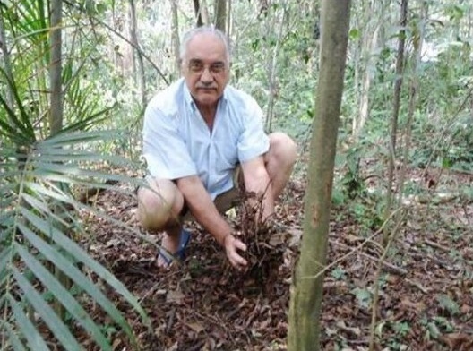 A Serapilheira. Um colchão de restos vegetais no chão das florestas e bosques florestados. Enriquece e torna o solo mais fofo e permeável. Ela própria absorve grande parte das águas de chuva<br />Foto divulgação 