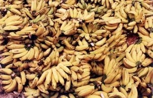 Bananas<br />Foto Mariana Dias Vieira 