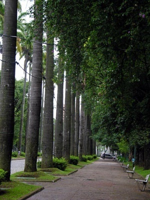 Praça da Liberdade. Passeio ao lado da alameda das palmeiras imperiais<br />Foto Benedito Tadeu de Oliveira 