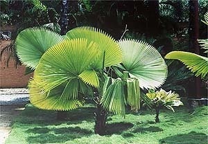 Jardim Fazenda Vargem Grande, Areias SP, 1979<br />Foto Ana Rosa 2000 
