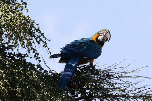 Arara-canindé, espécie emblemática do cerrado brasileiro, 2021<br />Foto Fabio Rodrigues Pozzebom  [Agência Brasil]