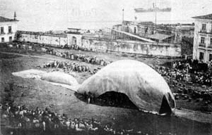 Tentativa de inflagem do balão Santa Maria de Belém.  [Scientific American Brasil. São Paulo, Ediouro; Segmento-Duetto, nº 19, dez. 2003. p. 21]