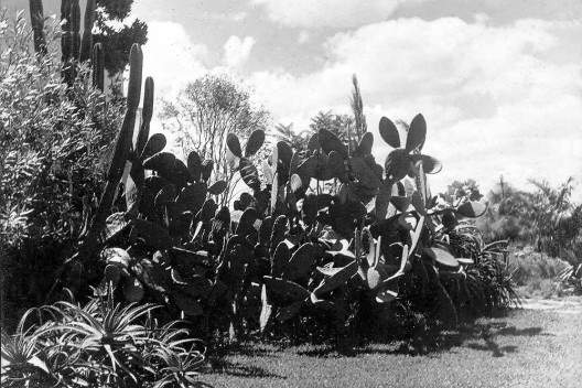 Casa da rua Santa Cruz, jardim com grupo de cactáceas, São Paulo SP. Gregori Warchavchik, 1927-28 [Acervo Gregori Warchavchik]