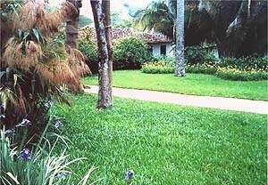 Jardim, Fazenda Vargem Grande, Areias SP, 1979<br />Foto Ana Rosa 2000 