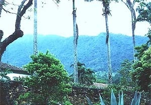 Jardim Fazenda Vargem Grande, Areias SP, 1979<br />Foto Ana Rosa 2000 