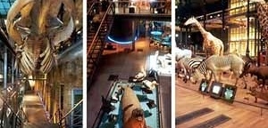 Grande Galeria da Evolução, Paris. Diversidade da vida marítima e terrestre