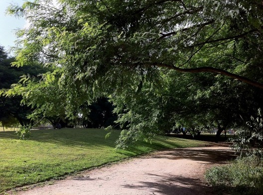 Vegetação e área permeável no Parque da Juventude, São Paulo<br />Foto Abilio Guerra 