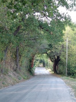Exemplo típico de uma via rural arborizada, uma potencialidade para qualificar as conexões verdes no município.<br />Foto M. Bocci 