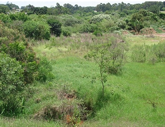 Urban park in University City Allotment, area after planting trees<br />Photo authors 