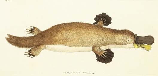 Primeira descrição do ornitorrinco, produzida por George Shaw e publicada na Miscelânea do Naturalista, 1799<br />Imagem divulgação  [Domínio comum]