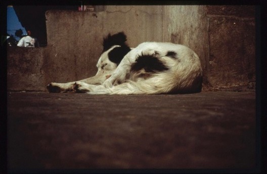 Francis Alÿs. Dormientes, 1999- <br />Francis Alÿs © Francis Alÿs 