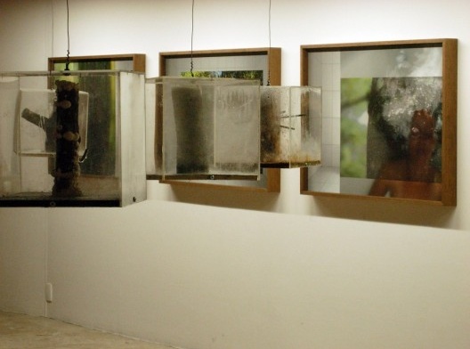 Enxertos, instalação artística de Carlos Teixeira, Fernando Maculan e Leonardo Costa Braga<br />Foto divulgação 